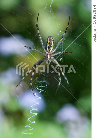 長黄金蜘蛛　ナガコガネグモと申します。 16982934