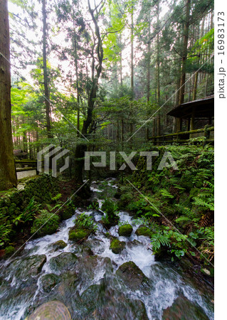 愛媛県　観音水　最奥 16983173