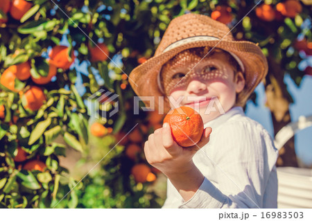 Portrait of attractive cute young boy picking mandarins at citrus farm on sunny summer day Portrait of attractive cute young boy picking mandarins at citrus farm on sunny summer day 16983503