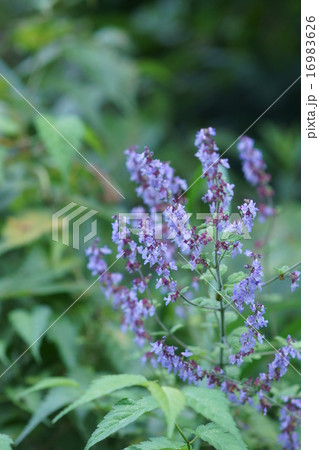 山薄荷　ヤマハッカと申します。 16983626