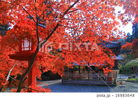 鍬山神社（京都　亀岡）境内の紅葉 16983648