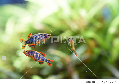 水草水槽のミクロラスボラspハナビ 水草水槽のミクロラスボラspハナビ 16983777