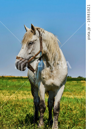 Portrait of a horse Portrait of a horse 16983821