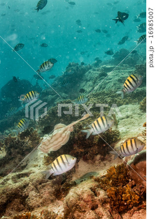 giant blackparsnip stingray fish eye detail giant blackparsnip stingray fish eye detail 16985007