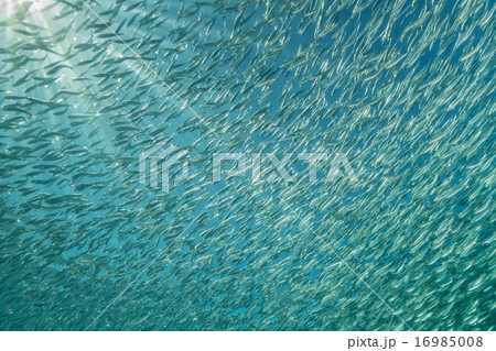 Inside a school of fish underwater Inside a school of fish underwater 16985008