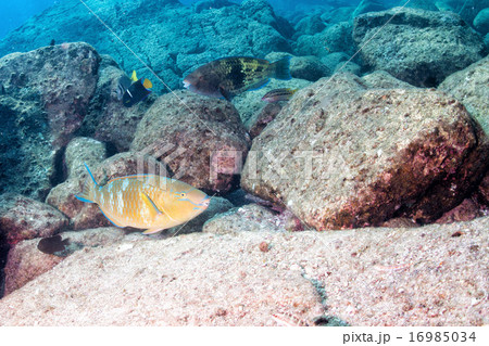Parrot fish underwater close up Parrot fish underwater close up 16985034