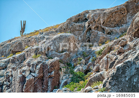 cactus on desert rock island 16985035