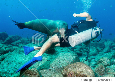 Photographer Diver approaching sea lion family 16985041