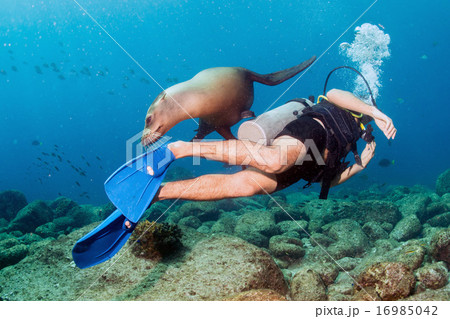 Photographer Diver approaching sea lion family  16985042