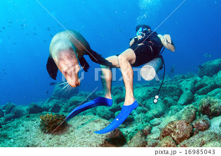 Photographer Diver approaching sea lion family Photographer Diver approaching sea lion family 16985043