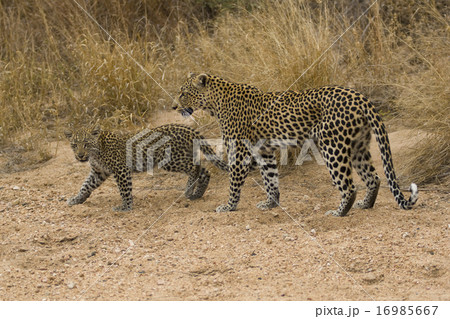 Wild Leopard and Cub 16985667