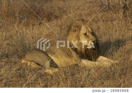 Male African Lion 16985668