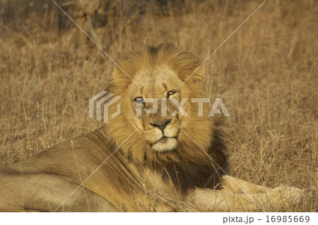 Male African Lion 16985669