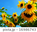 ひまわり 16986743