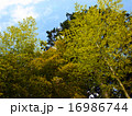 木々 16986744