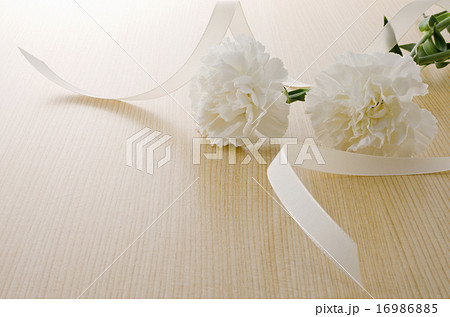 カーネーション カーネーション 16986885