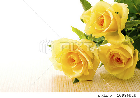 黄色い薔薇 黄色い薔薇 16986929