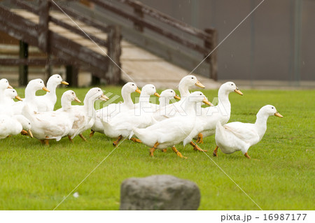 アヒルの大行進 16987177