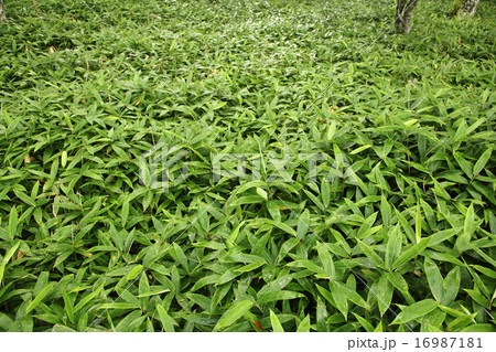 群生する笹 16987181