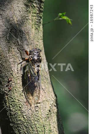 クマゼミ 16987243