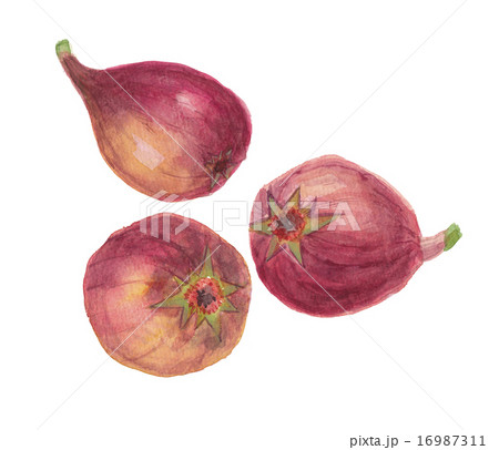 無花果　いちじく 16987311