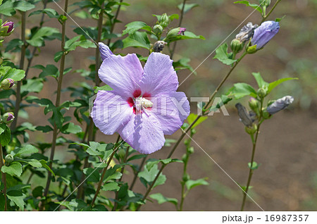 ムクゲ(木槿) ムクゲ(木槿) 16987357