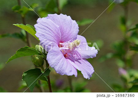 ムクゲ(木槿) ムクゲ(木槿) 16987360