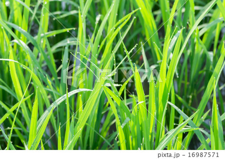 水滴のついた稲の葉 水滴のついた稲の葉 16987571