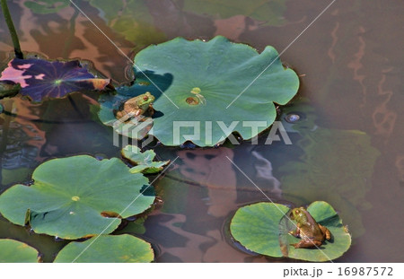 睨めっこする二匹の雨蛙 睨めっこする二匹の雨蛙 16987572
