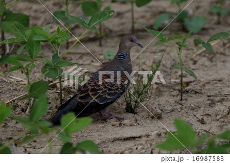 山鳩 16987583
