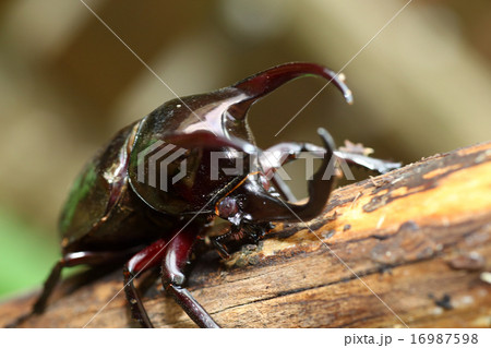 アトラスオオカブトムシ 16987598
