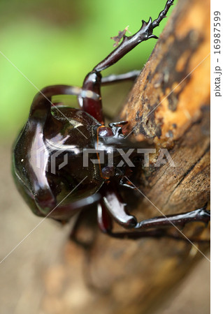 アトラスオオカブトムシ 16987599