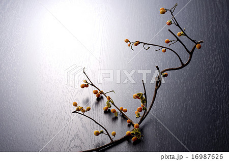 ツルウメモドキ 16987626