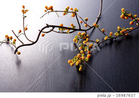 ツルウメモドキ 16987637