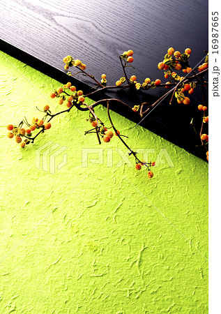 ツルウメモドキ 16987665