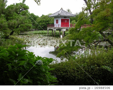 高源院の鴨池 16988506