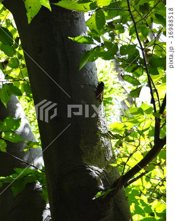 ８月の蝉　３ 16988518