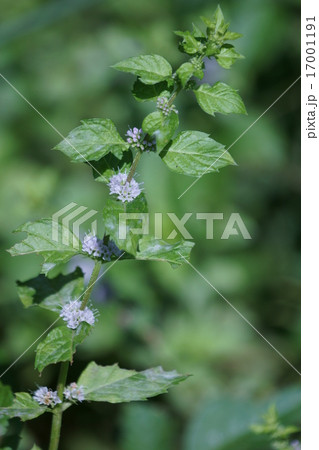 日本薄荷　ニホンハッカと申します。 17001191