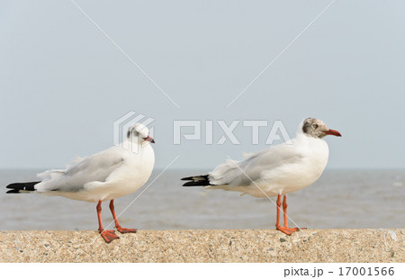 Seagulls perching on wall Seagulls perching on wall 17001566