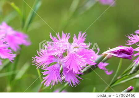 カワラナデシコ 17002460