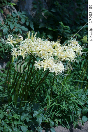 白い彼岸花アルビフロラ　白花曼珠沙華 17002489