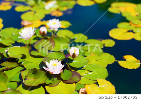 lily pond lily pond 17002705