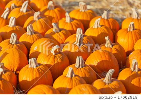 pumpkin patch pumpkin patch 17002918