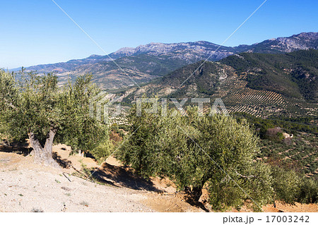Mountains landscape with Olives fields 17003242