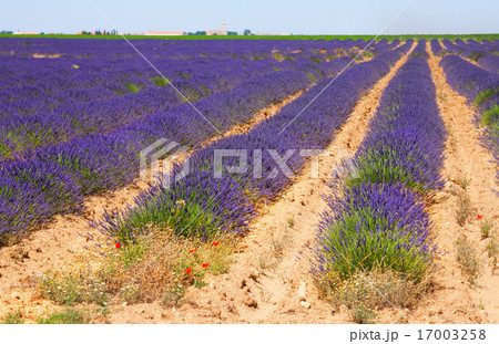 blue lavender 17003258