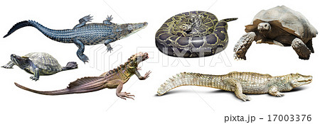 set of several reptilian set of several reptilian 17003376