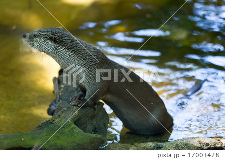 European otter European otter 17003428