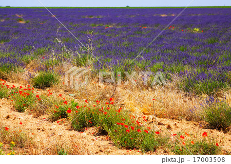 plant of lavender in sunny day 17003508