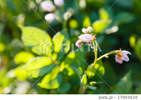 potato flowers in green garden 17003638