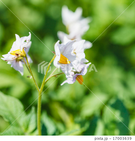 flowering potato close up in garden 17003639